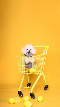 小狗的时尚日记