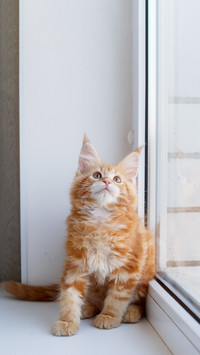 Red kitten Maine Coon sitting on the window of the house