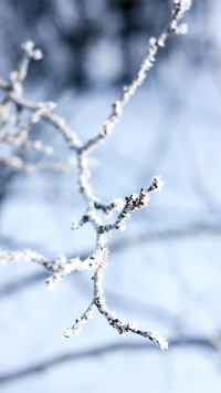 Closeup macro tree's brunches with frozen snow