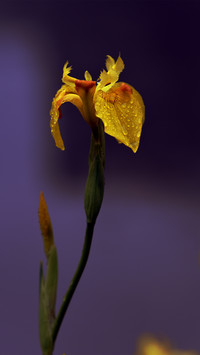 A yellow iris