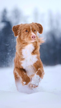 狗狗为什么喜欢雪