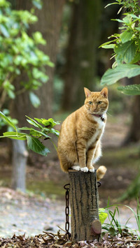 猜猜猫咪都怎么钓鱼