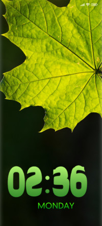 leaves maple