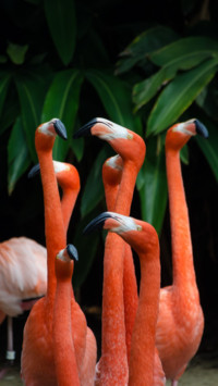Tropical (14)
