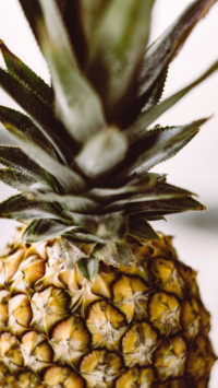 Tropical (20)