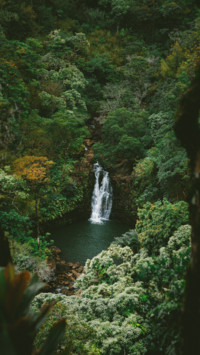Tropical (10)