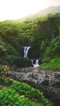 Tropical (5)