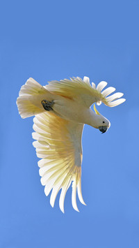 Why Parrots Learn to Tongue 10