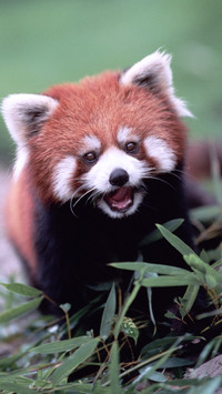 小熊猫