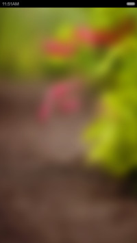夏至未至