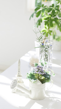 Flower cultivation experience and experience 38