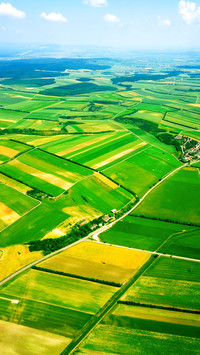 Green grass and blue sky