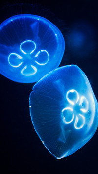 underwater world-03