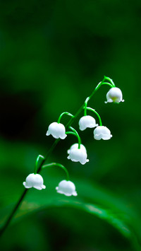 Fresh and natural wildflowers