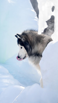 Dogs Stickiness Level 5