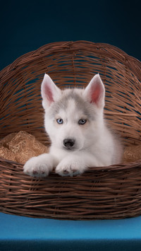 Illustrated puppies and adult dogs 69