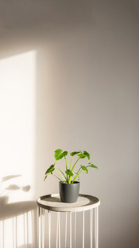 Young Philodendron Xanadu in a dark decorative pot