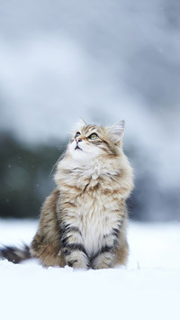 Fluffy Bright Kitten Sitting in the Snow and Looking up