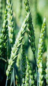 PAIXIN-plant (5)
