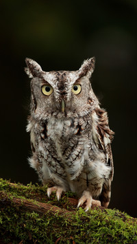 A master of disguise in the animal kingdom