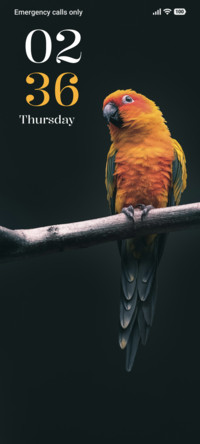 Sunset Parrot
