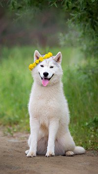 Smiling Dog Wearing A Wreath on Head