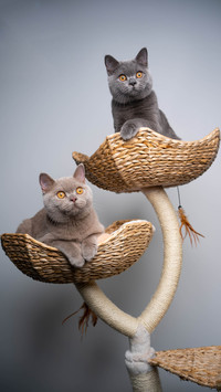 English short cat is very popular 41