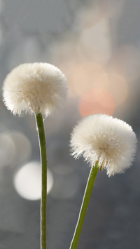 International-Dandelion Flower