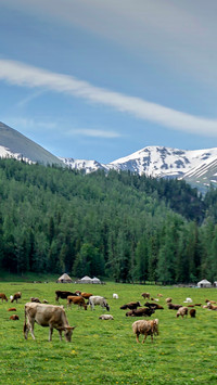 Tianshan pasture