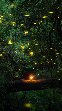 Taking the firefly spot as an example