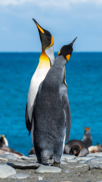 Penguin (2)