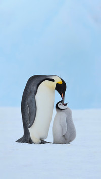Why do penguins walk unsteadily
