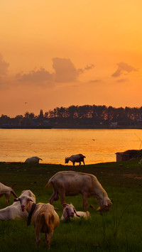 Song of herding sheep