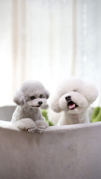 Teddy is not a dog breed