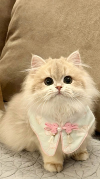 猫咪犯错别打骂！