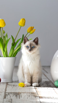 如何增加猫咪食欲