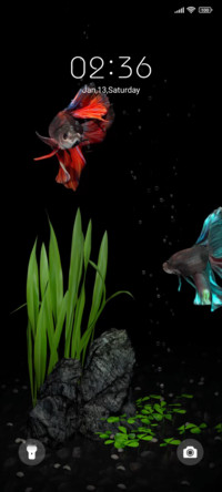 fighting fish