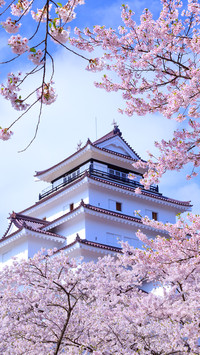 相约日本樱花季