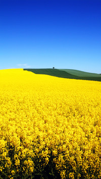 Colorful Flower Field