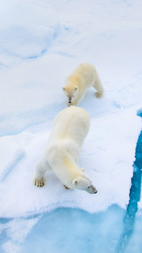 Polar Bear And Its Cub Walking on The Ice