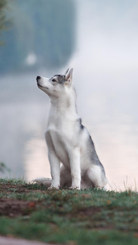 Dog56