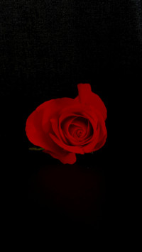Romantic (7)