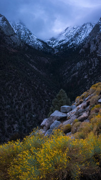 Rabbit brush and first snow