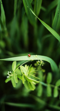 Nature HD - 2020-06-02T123223.613