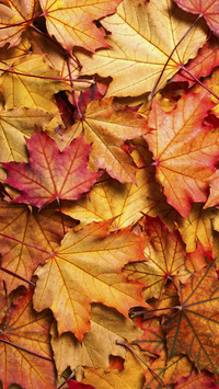 Maple Leaves in Autumn