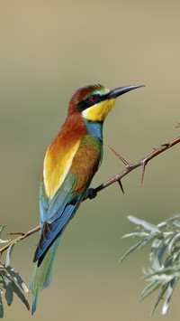 European Bee-eater Bird