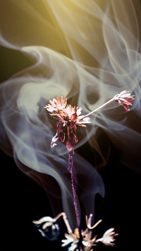 火焰的花朵-拍信图库