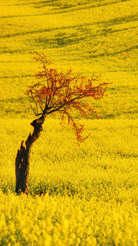 Oilseed rape fields dancing with cherry blossoms