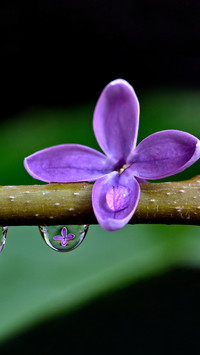 Spring scenery-30