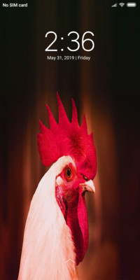 Chicken_DWM19